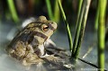 <br><br>
Nom anglais : Common toad
<br>Bien que l'on pourrait penser le contraire, les mœurs du Crapaud commun sont essentiellement terrestres. A l'approche du printemps, du fond de sa cachette hivernal, cet anoure abandonne temporairement sa vie nocturne et solitaire pour un bain d'amour et ne rejoint l’eau que pendant la courte période de reproduction.
<br><br>Photo réalisée en France, dans l'Allier (Auvergne)
<br><br> Crapaud commun
Bufo bufo
Common toad
Auvergne
Allier
solitaire
terrestre
nocturne
eau 